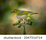 Small photo of Silvereye. Zosterops lateralis. Small antipodean bird stands on wild tobacco berries. Also known as white-eye, it has a bright ring of white feathers around the eye and a yellow-green head and wings.