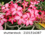 The Desert Rose Or Impala Lily  ...