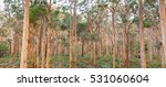 The Boranup Karee Forest  Near...