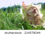 Relax Kitten On Green Grass