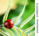 Red Ladybug On Green Leaf ...
