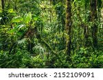 Small photo of Ecuador Tropical Rainforest. Hiking trail in Amazon Cloud Forest. Jungle path to Hola Vida Waterfall. Puyo, Ecuador. South America.