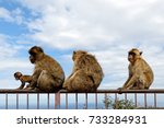 The Famous Barbary Macaque In...