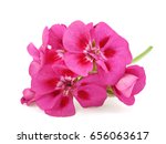 Pink Flower Of Geranium ...