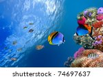 Threadfin Butterflyfish ...