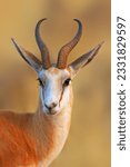 Small photo of Close-up portrait of a Springbok in early morning light- Antidorcas Marsupialis
