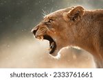 Lioness displays dangerous teeth during light rainstorm - Kruger National Park - South Africa