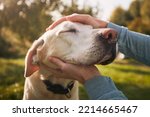 Small photo of Man stroking his old dog. Loyal labrador retriever enjoying autumn sunny say with his owner.