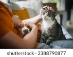 Small photo of Man sitting on sofa with domestic animals. Pet owner stroking his old cat and dog together.