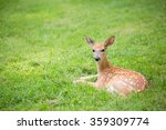 Fawn Resting In A Green Grassy...