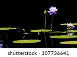 Purple Water Lily In The Pond