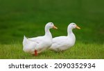 Two White Ducks Walking In The...
