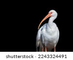 Close Up View Of White Ibis...