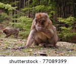 Foraging Barbary Macaque ...