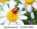Ladybug Sits On A Flower