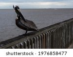 A brown pelican perches on a railing at the Fairhope Municipal Pier in Fairhope, Alabama, on Mobile Bay on May 19, 2021.