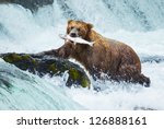Brown Bear On Alaska