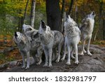 Small photo of Eastern timber wolves howling on a rock in Canada.