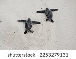 Leatherback turtles are...
