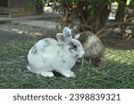 Small photo of Two cute white and brown rabbits are eating grass with gusto.