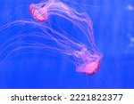 Chrysaora pacifica, commonly named the Japanese sea nettle, is a jellyfish in the family Pelagiidae.[1] This common species is native to the northwest Pacific Ocean, including Japan and Korea.