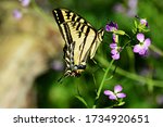Swallowtail Butterfly Eat...