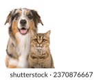 Small photo of Portrait of a pretty blue merle australian shepherd dog and a tabby british shorthair cat looking straigth at the camera with open mouth on a white background with space for copy