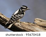 A Female Downy Woodpecker Perch ...