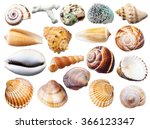 set of various mollusk shells isolated on white background