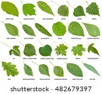 Collection Of Green Leaves Of...