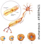 neuron anatomy 3d illustration... | Shutterstock .eps vector #693859621