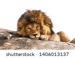 Beautiful Male Lion Lying On A...