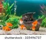Goldfish In Freshwater Aquarium ...