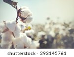 Cotton Crop Landscape With Copy ...