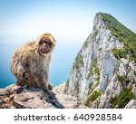 Barbary Macaque On Rock Of...