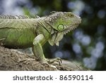 Green Iguana  Costa Rica