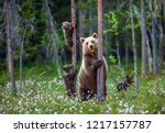She-bear and bear cubs in the summer forest on the bog among white flowers. Natural Habitat. Brown bear, scientific name: Ursus arctos. Summer season.