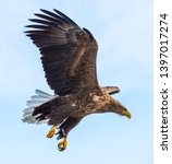 Small photo of Adult White-tailed eagle in flight. Sky background. Scientific name: Haliaeetus albicilla, also known as the ern, erne, gray eagle, Eurasian sea eagle and white-tailed sea-eagle.