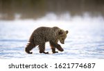 Bear Cub Walking In Winter...