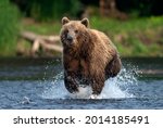 Brown Bear Running On The River ...