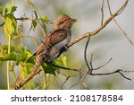 Small photo of The bird holds ants and ant larvae in its beak. Eurasian wryneck or northern wryneck (Jynx torquilla).