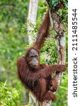 Bornean Orangutan On The Tree...
