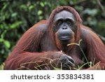 Orangutan Portrait. Portrait Of ...