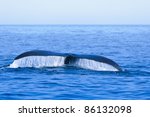 North Atlantic Right Whale (Eubalaena glacialis) in the Bay of Fundy Nova Scotia Canada