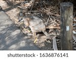 Small photo of the red necked wallaby is next to the path