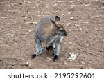 Small photo of the red necked wallaby or bennet's wallaby is eating leaves