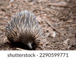 The echidna has spines like a porcupine, a beak like a bird, a pouch like a kangaroo, and lays eggs like a reptile. Also known as spiny anteaters, they're small, solitary mammals native to Australia