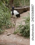 Small photo of The Jabiru or black necked stork is a black-and-white waterbird stands an impressive 1.3m tall and has a wingspan of around 2m. The head and neck are black with an iridescent green and purple sheen.