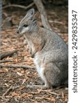 Small photo of the tammar wallaby has dark greyish upperparts with a paler underside and rufous-coloured sides and limbs. The tammar wallaby has white stripes on it face and whiskers