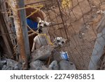 Small photo of Ensenada, Baja California, Mexico - Two angry Chihuahua dogs barking behind a fence in a poorer district